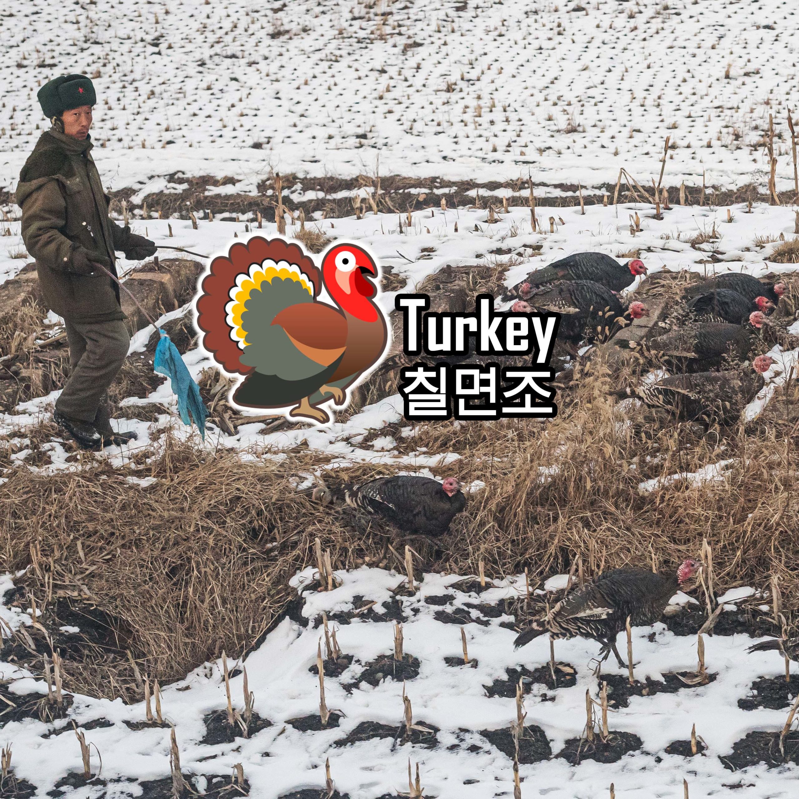 Turkeys, the alternative source of meat in North Korea.